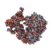 Transfer RNA-synthetase complex molecule