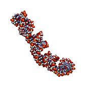 MicroRNA precursor molecule