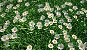 Daisies,artwork