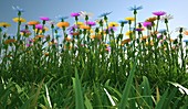 Wildflower meadow,artwork