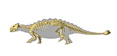 Ankylosaur dinosaur skeleton,artwork