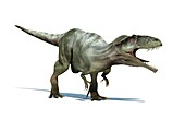 Giganotosaurus dinosaur,artwork