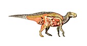 Iguanodon anatomy,artwork
