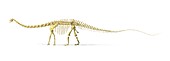 Diplodocus dinosaur skeleton,artwork