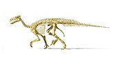 Iguanodon dinosaur skeleton,artwork