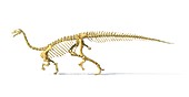 Plateosaurus dinosaur skeleton,artwork