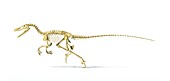 Velociraptor dinosaur skeleton,artwork
