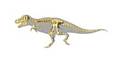 Tyrannosaurus rex skeleton,artwork