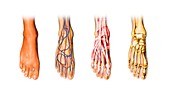 Human foot anatomy,artwork