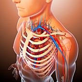 Chest anatomy,artwork