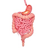 Healthy digestive system,artwork