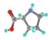 Proline molecule