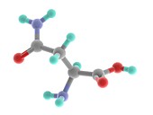 Asparagine molecule