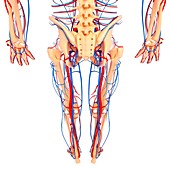 Lower body anatomy,artwork