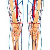 Knee anatomy,artwork