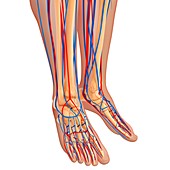 lower leg anatomy,artwork