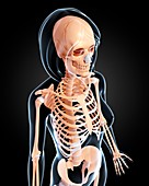 Female skeleton,artwork