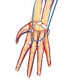 Hand anatomy,artwork