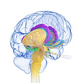 Brain anatomy,artwork