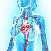 Female cardiovascular system,artwork