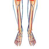 Lower leg anatomy,artwork