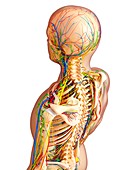 Upper body anatomy,artwork