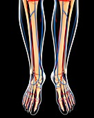 Lower leg anatomy,artwork