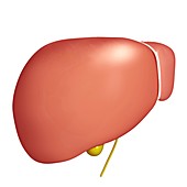 Healthy liver,artwork