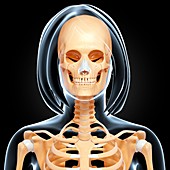 Female skeleton,artwork