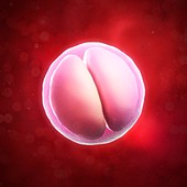 Two-cell embryo,artwork