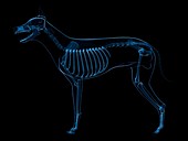 Dog skeleton,artwork
