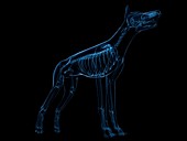 Dog skeleton,artwork
