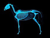 Horse skeleton,artwork