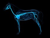 Horse cardiovascular system,artwork