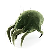 Dust mite,artwork