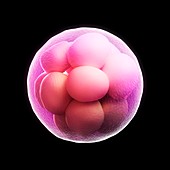 Morula embryo,artwork