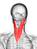 Neck muscle,artwork