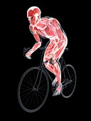 Cyclist,artwork