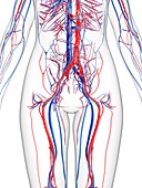 Female vascular system,artwork