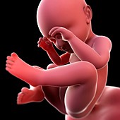 Foetus at 25 weeks,artwork