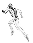 Running skeleton,artwork