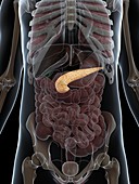 Healthy pancreas,artwork
