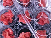 Genetic testing of meat,conceptual image