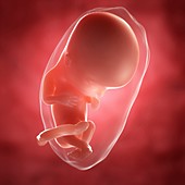 Foetus at 12 weeks,artwork