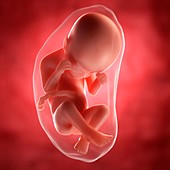 Foetus at 24 weeks,artwork