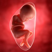 Foetus at 32 weeks,artwork