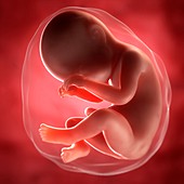 Foetus at 38 weeks,artwork