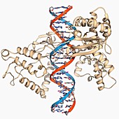 Type I topoisomerase bound to DNA