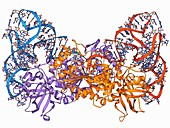 Aspartyl-tRNA synthetase molecule