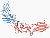 Human tissue factor molecule